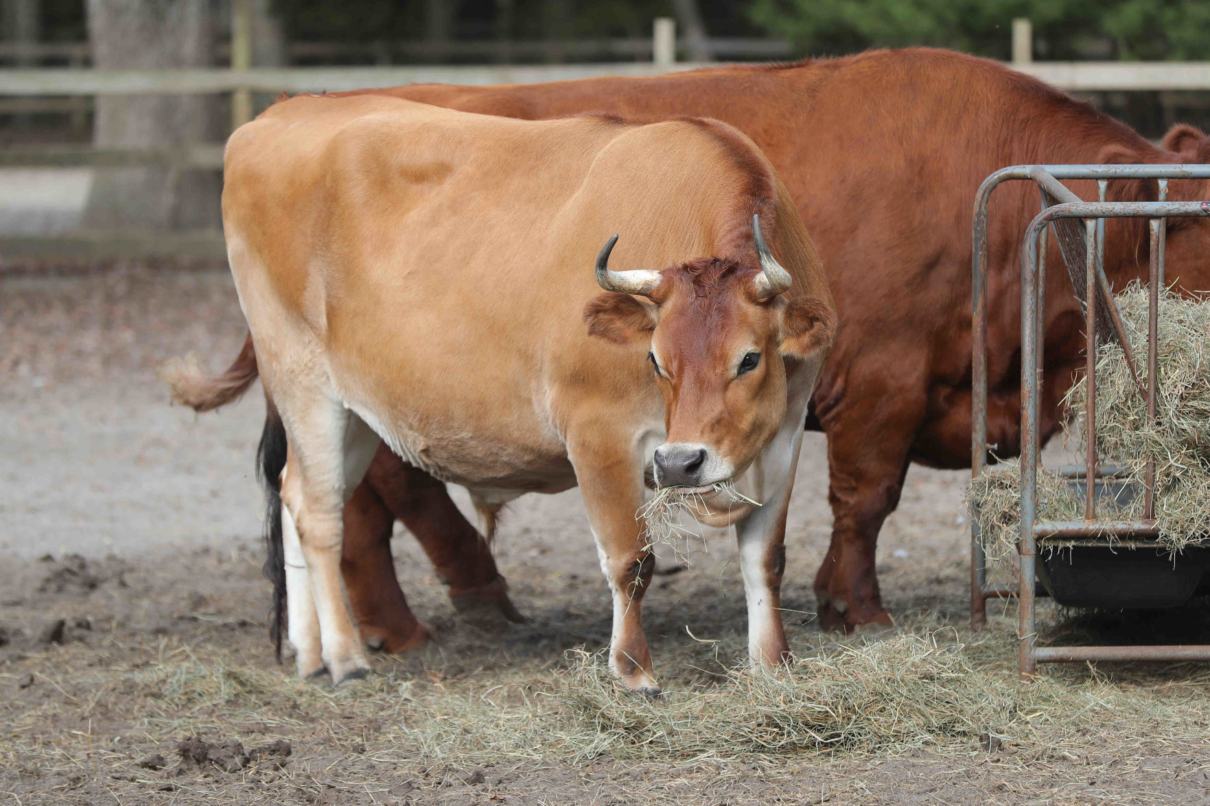 Funny Farm Rescue & Sanctuary